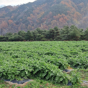 건 무청 시래기