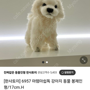 한사토이 마렘마쉽독 강아지 17cm