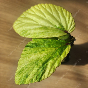 베고니아 바리게이타 핑크 Begonia sp Variegated Pink (안스리움 X) Begonia sp. Variegated pink