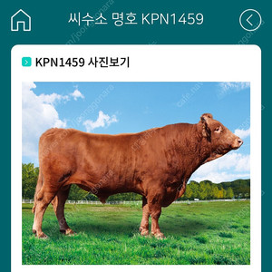 KPN 1459 한우 정액