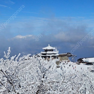 덕유산 곤돌라 12/29 1인 구합니다.