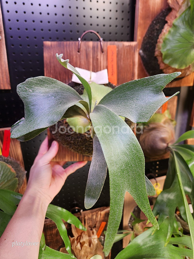 박쥐란 파울 베스파 (platycerium paul v...--0