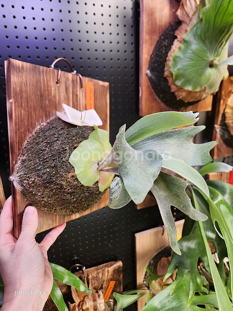 박쥐란 파울 베스파 (platycerium paul v...--1