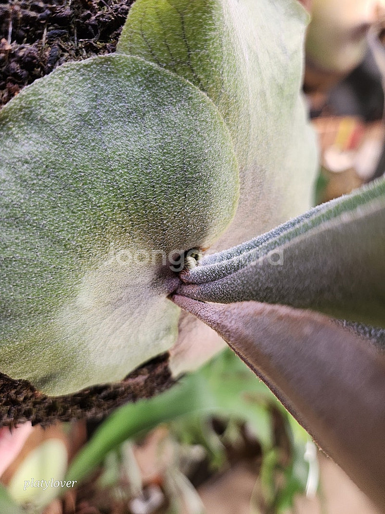 박쥐란 파울 베스파 (platycerium paul v...--3