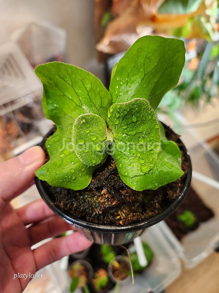박쥐란 엘레판토티스 (platycerium elepha...--0