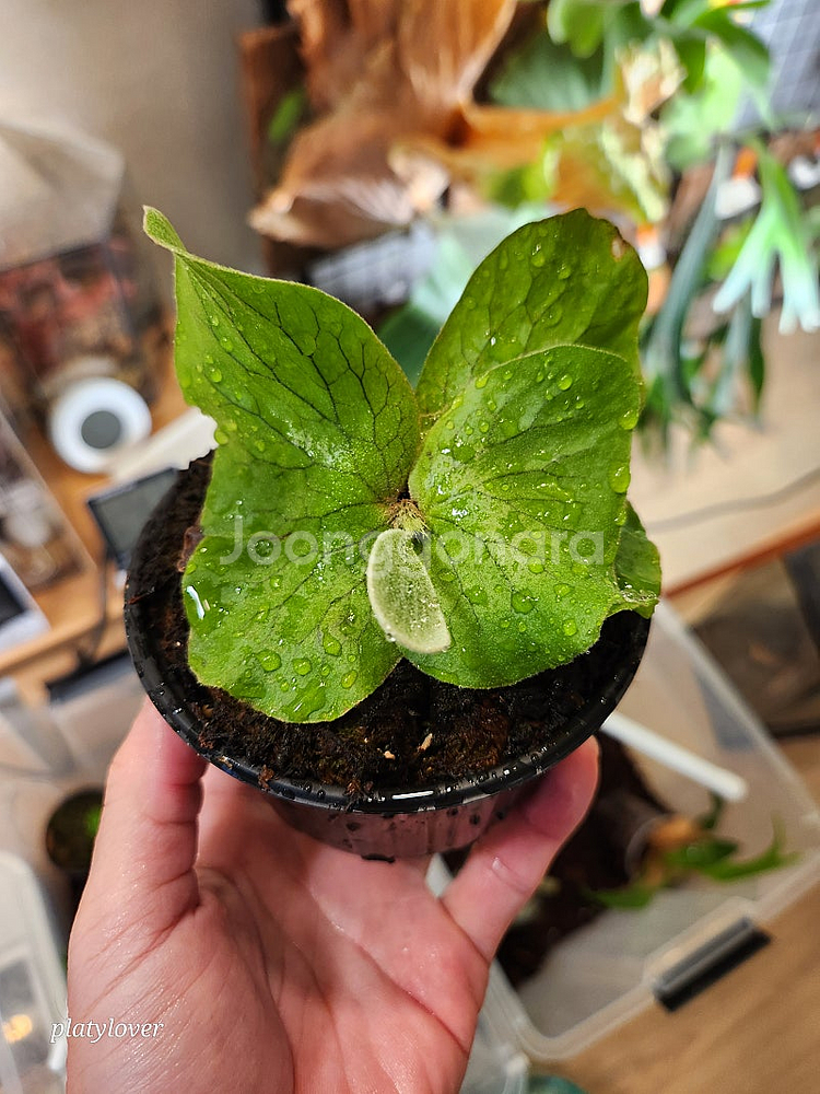 박쥐란 엘레판토티스 (platycerium elepha...--1