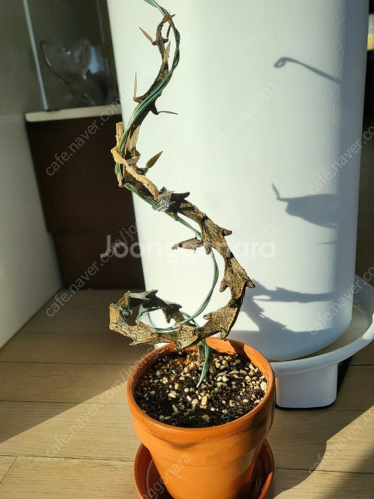 용꼬리 식물 팔아요!(세로페기아 시모네, 세로페아 보세리)--1