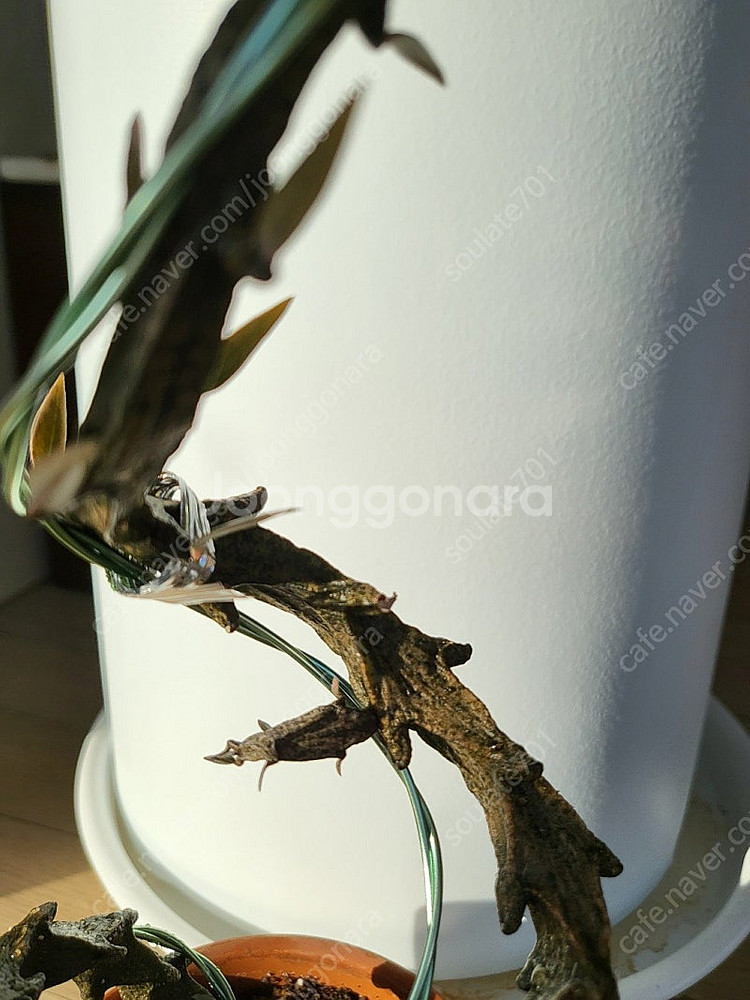 용꼬리 식물 팔아요!(세로페기아 시모네, 세로페아 보세리)--3