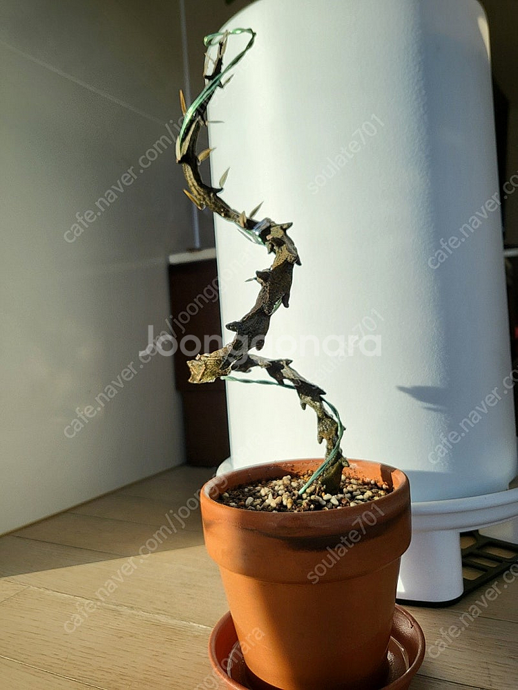 용꼬리 식물 팔아요!(세로페기아 시모네, 세로페아 보세리)--4