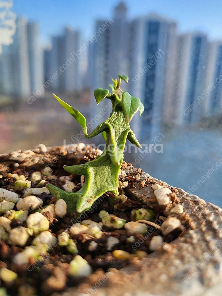 용꼬리 식물 팔아요!(세로페기아 시모네, 세로페아 보세리)--7