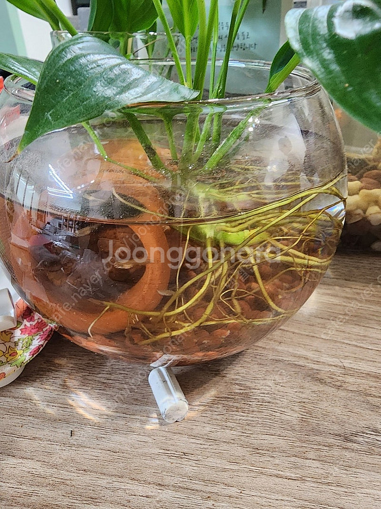 의왕 삼동 구피치어 마리당 200원--0