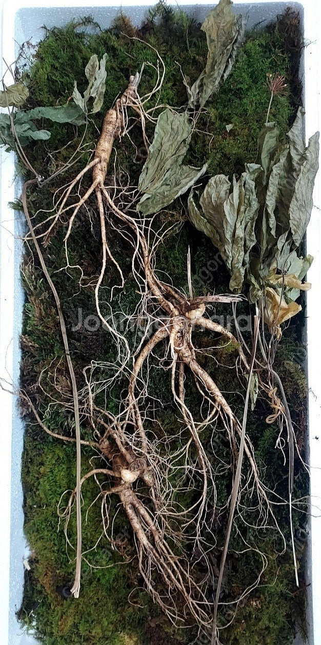 천종급산삼(35년이상)3뿌리--0