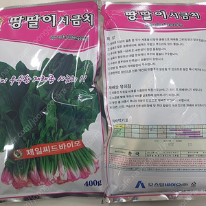 겨울 월동 시금치씨앗 400g 대포장 내놓아요...