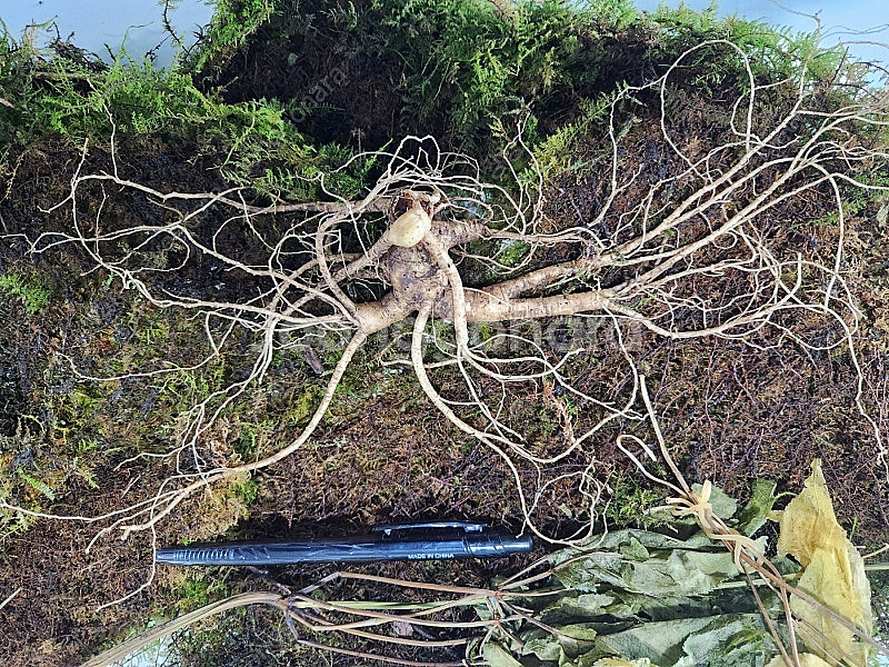 천종급산삼 3뿌리 1000만(35년이상 )개별구입가능!카드결제가능!--1