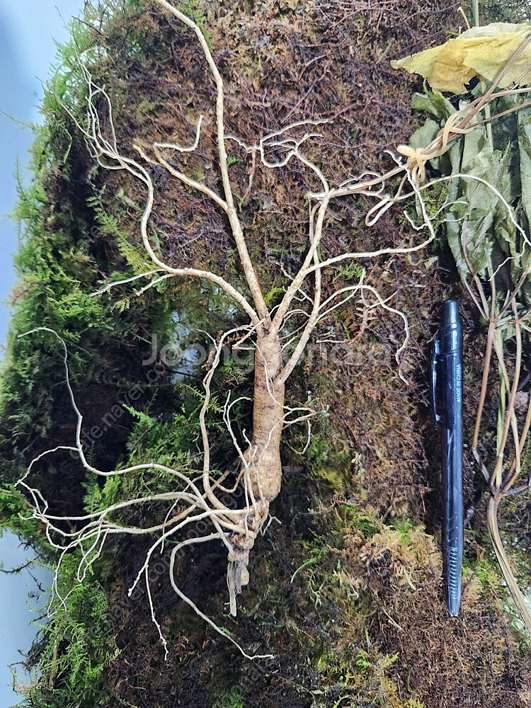 천종급산삼 3뿌리 1000만(35년이상 )개별구입가능!카드결제가능!--2