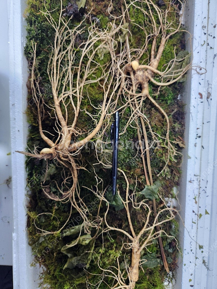 천종급산삼 3뿌리 1000만(35년이상 )개별구입가능!카드결제가능!--3