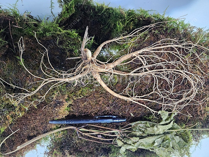 천종급산삼 3뿌리 35년이상 1000만 개별구입가능!카드결제가능!--0