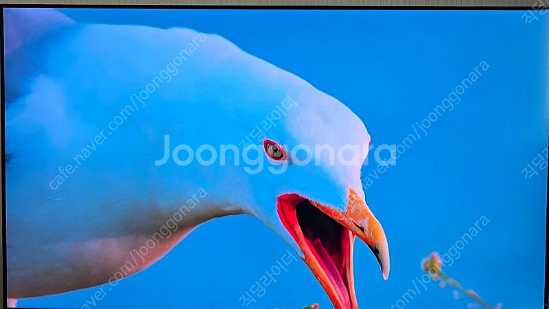 삼성 85인치(214cm) QLED 4K 스마트 TV--3