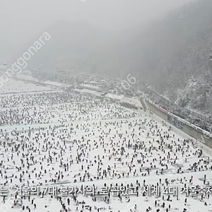 화천 산천어축제 1월11일 토요일 예약표 4장 구해봅니다 성인 4명