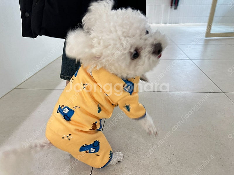 지슈라2 블랙 판매합니다~--0