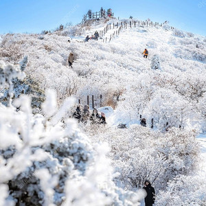 덕유산 곤돌라 1월 12일(일) 사전예약 5인 구해요