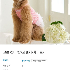 퍼펙트서울 강아지 옷 s 고양이 옷 s 새상품