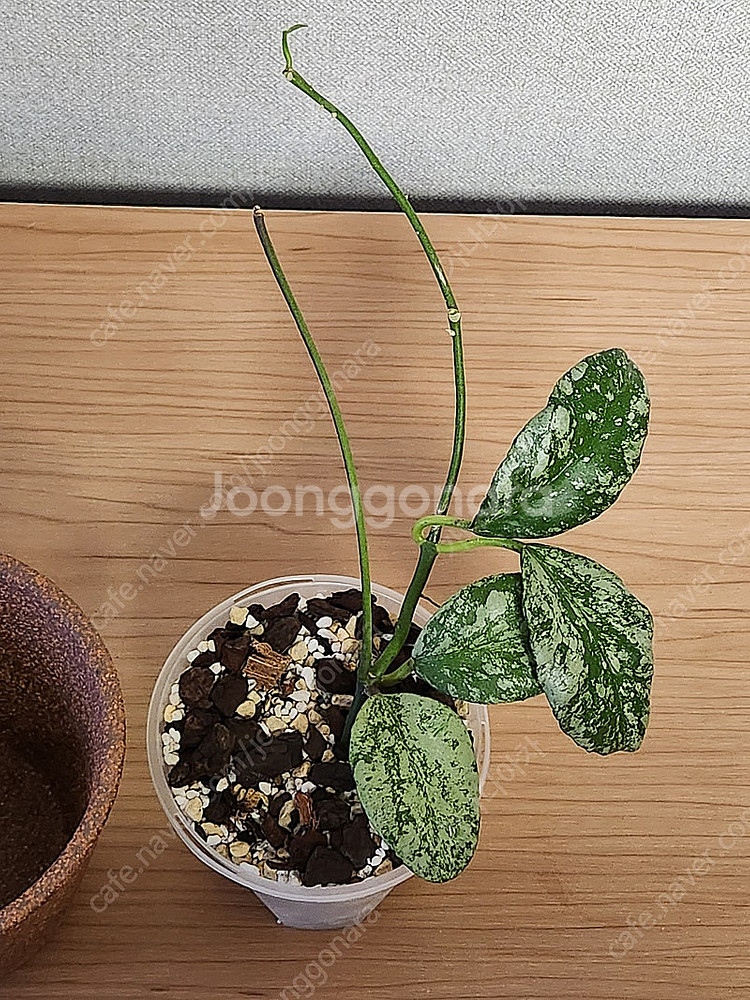 두갸르송 크런키 새팟 + 호야 웨이마니 클라우드 스카이...--1