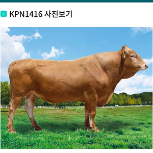 한우 정액 KPN 1416 구해요 1523 1492와 교환가능