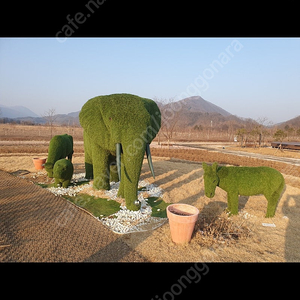 신광 코끼리 자전거 삽니다