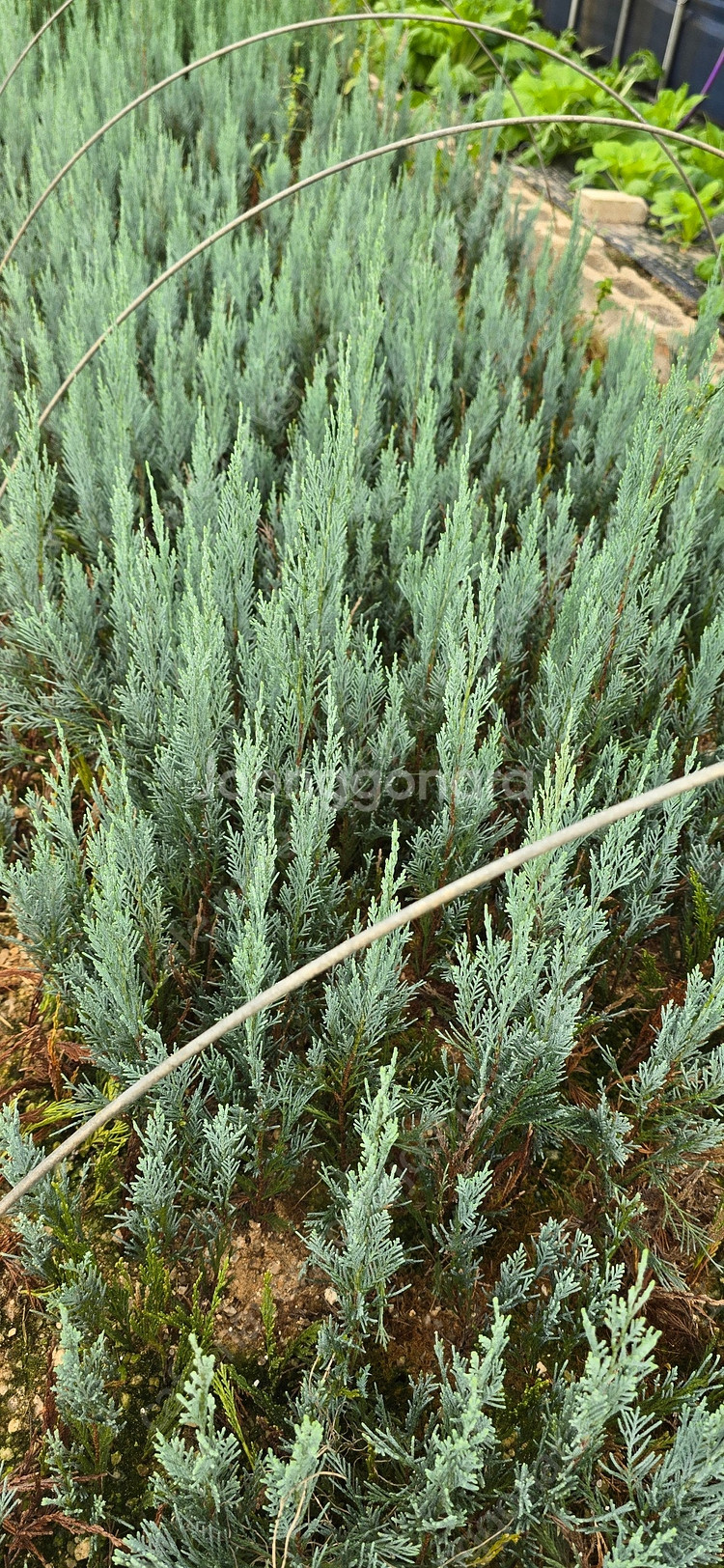 에메랄드그린 털이묘 2년생--1