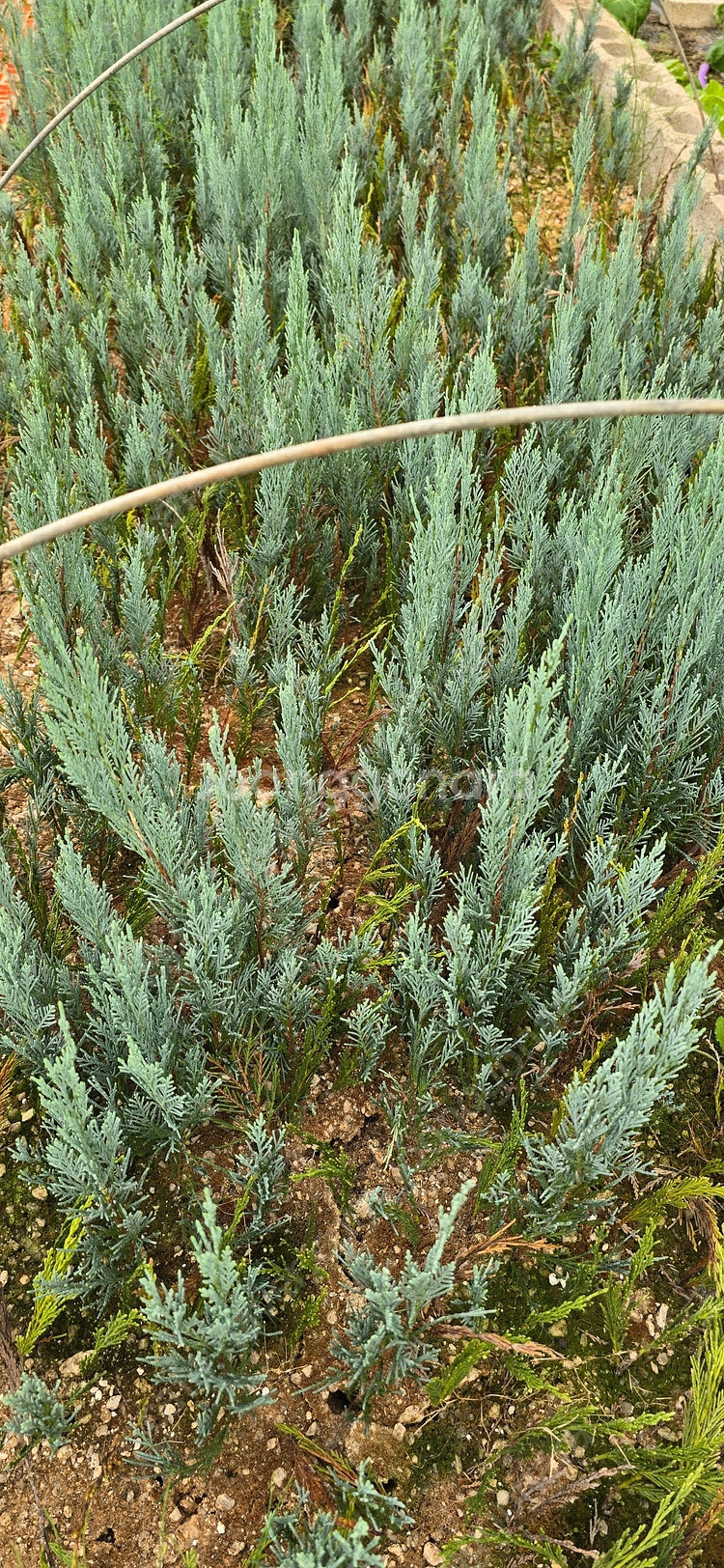 에메랄드그린 털이묘 2년생--2