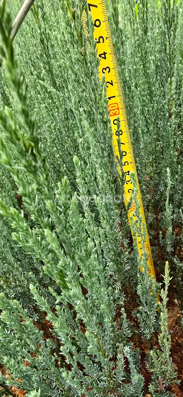 에메랄드그린 털이묘 2년생--4