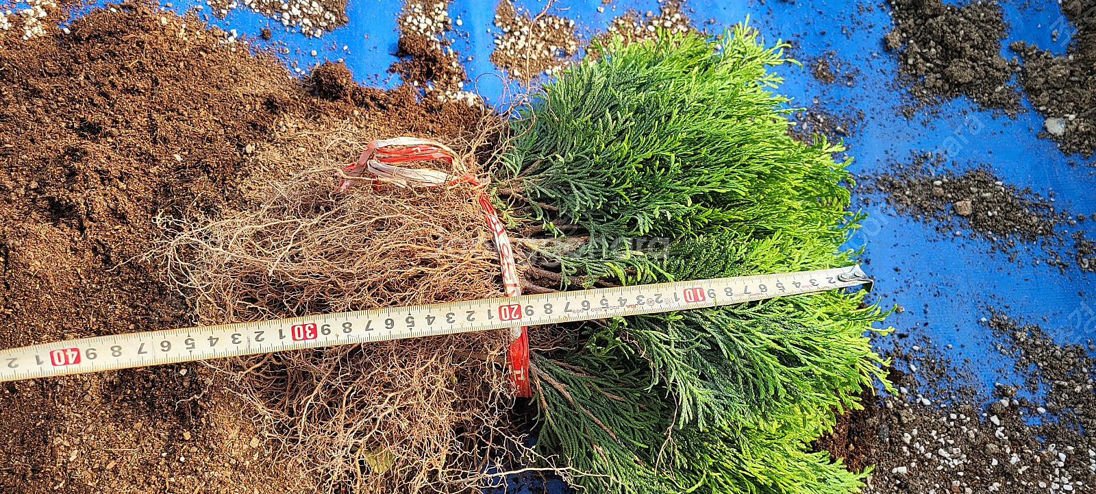 에메랄드그린 털이묘 2년생--5