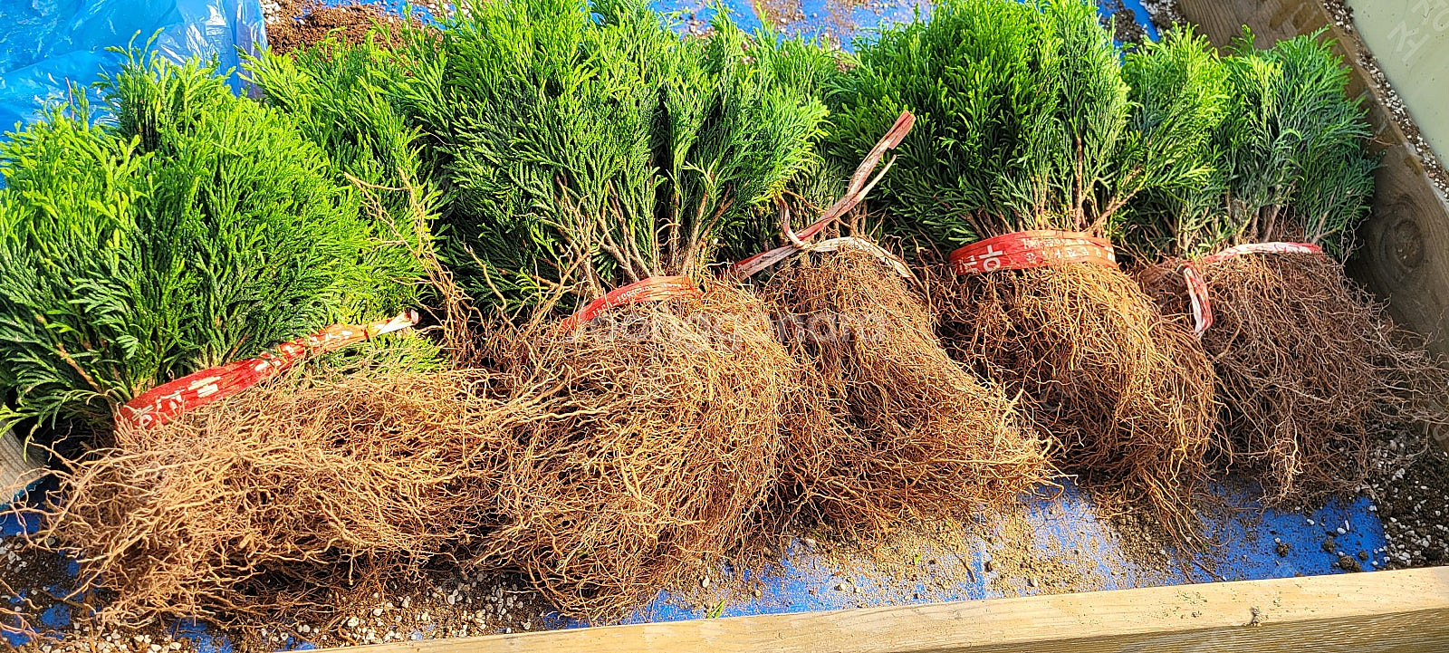 에메랄드그린 털이묘 2년생--6