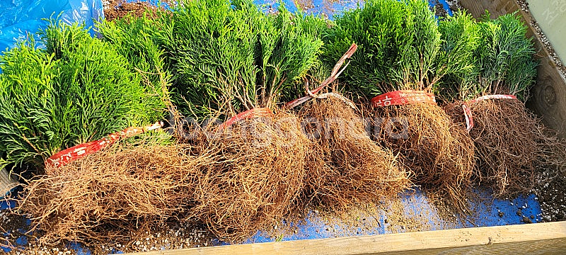 에메랄드그린 털이묘 2년생--0