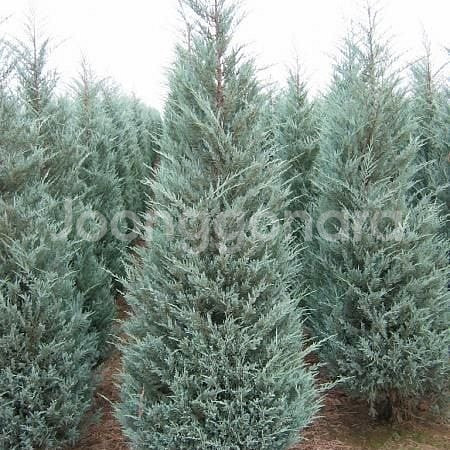 문그로우 2.5m--0