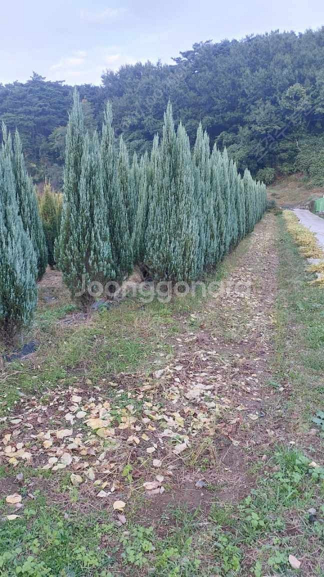 문그로우 2.5m--1