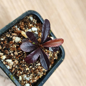 블랙세라타 Sauvagesia serrata black (안스리움X)