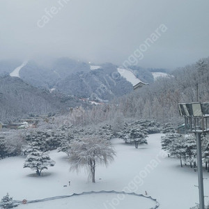 비발디파크