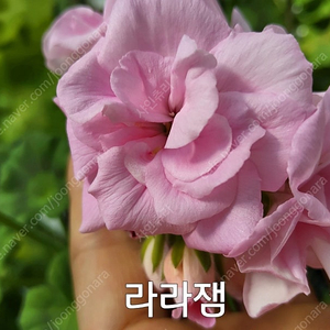 제라늄 라라잼 얼큰이