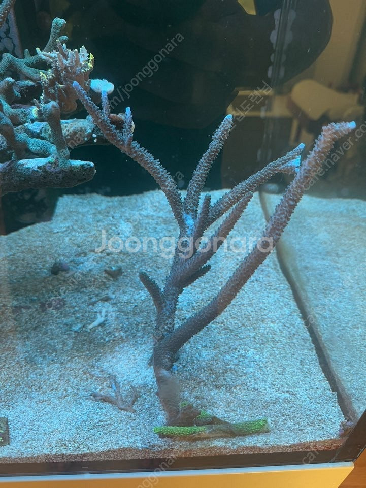 해수산호 SPS 분양--0