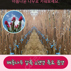 배롱나무 삽목 2년생 특묘