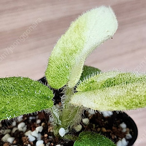 스키스마토글로티스 크리니티스시마 바리에가타 schismatoglottis crinitissima variegata (안스리움x)