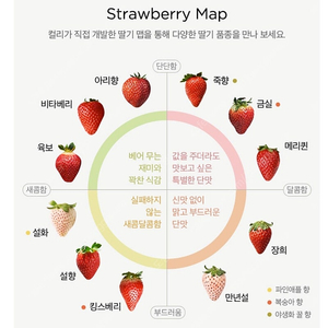 초코 다이어트