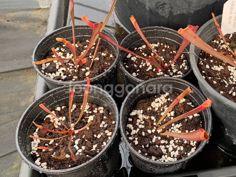 식충식물 사라세니아 판매합니다--1