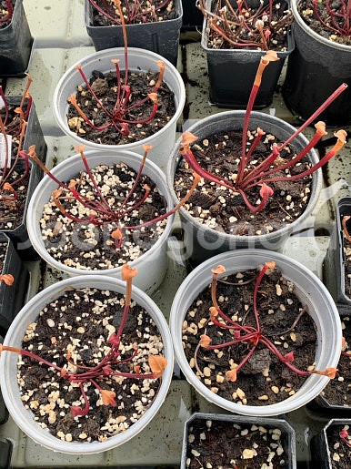 식충식물 사라세니아 판매합니다--4