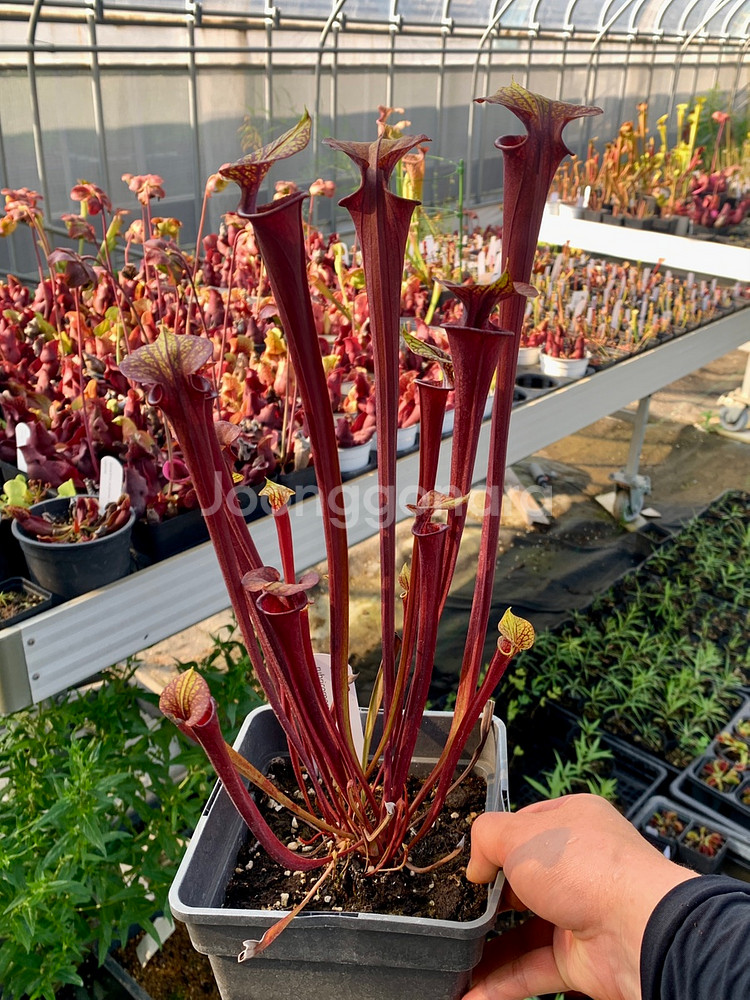 식충식물 사라세니아 판매합니다--5