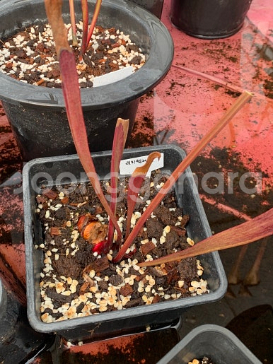 식충식물 사라세니아 판매합니다--6