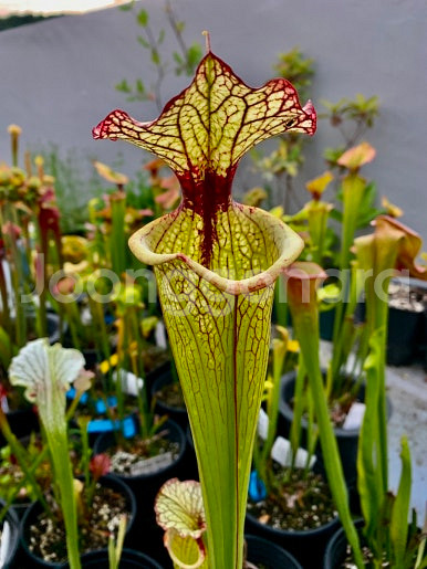 식충식물 사라세니아 판매합니다--7