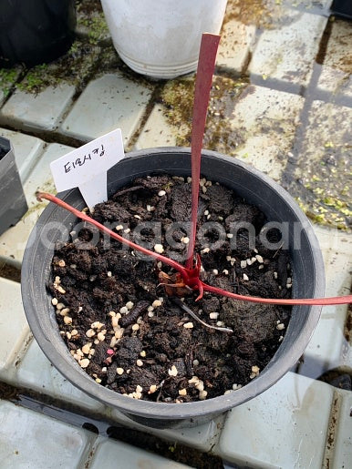 식충식물 사라세니아 판매합니다--8